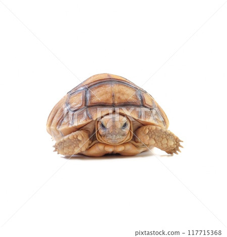The sulkata newborn turtle isolated on white background. The sulkata newborn turtle isolated on white background. 117715368