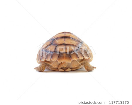The sulkata newborn turtle isolated on white background. The sulkata newborn turtle isolated on white background. 117715370