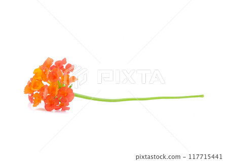 Lantana camara flower on white background. Lantana camara flower on white background. 117715441