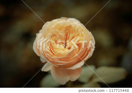 Yellow Fresh rose flower on background. 117715448