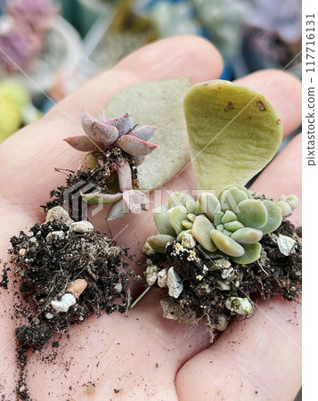Succulent leaves with small rosette. Succulent propagation from leaves Succulent leaves with small rosette. Succulent propagation from leaves 117716131