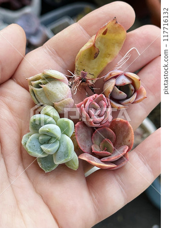 Colorful succulent with root. Succulent propagation from leaves Colorful succulent with root. Succulent propagation from leaves 117716132