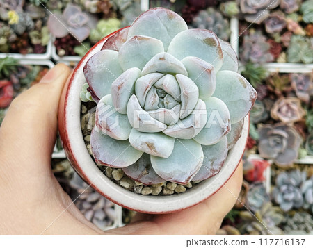 Succulent Echeveria Ice Green Plant  on floral blossom greenery background, top view 117716137