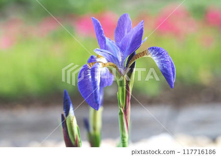 花園裡盛開的鳶尾花 花園裡盛開的鳶尾花 117716186