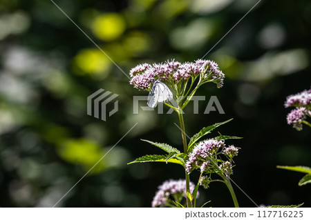 [Hokkaido_Shiretoko Peninsula] Fujibakama and Ezo White Butterfly 117716225