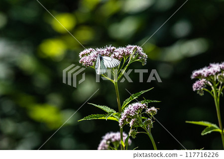 [北海道_知床半島]藤葉袴和蝦夷白蝴蝶（紫藤袴和蝦夷白蝴蝶） 117716226
