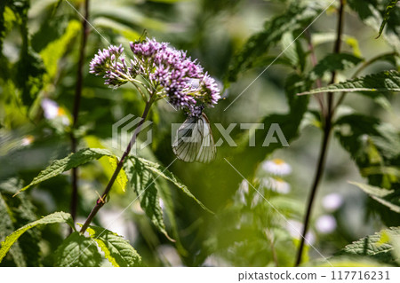 [Hokkaido_Shiretoko Peninsula] Fujibakama and Ezo White Butterfly 117716231