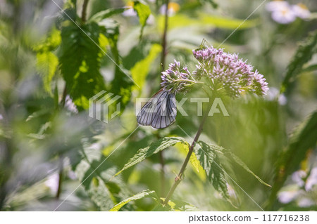 [Hokkaido_Shiretoko Peninsula] Fujibakama and Ezo White Butterfly 117716238