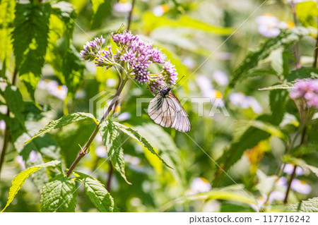 [Hokkaido_Shiretoko Peninsula] Fujibakama and Ezo White Butterfly 117716242