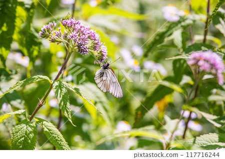 [Hokkaido_Shiretoko Peninsula] Fujibakama and Ezo White Butterfly 117716244