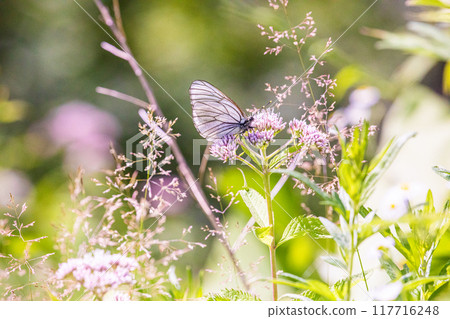 [北海道_知床半島]藤葉袴和蝦夷白蝴蝶（紫藤袴和蝦夷白蝴蝶） 117716248