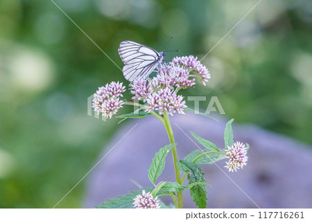 [Hokkaido_Shiretoko Peninsula] Fujibakama and Ezo White Butterfly 117716261