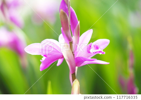 光中綻放的斯蘭 117716335