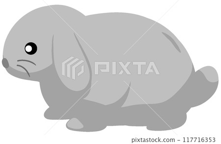 Mini Lop Mini Lop 117716353