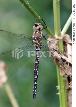 Male migrant hawker dragonfly resting on plant stem Male migrant hawker dragonfly resting on plant stem 117716387
