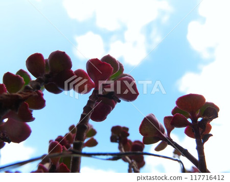 Dragon's Blood 117716412