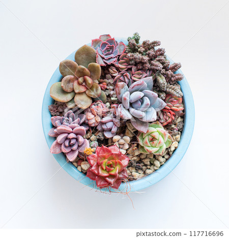 Round flowerpot with bright natural succulent flower rosette on white background, top view 117716696