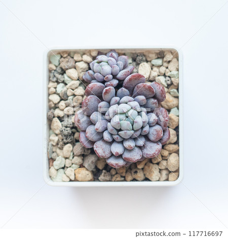 Purple color Echeveria Amoena plant, botanic tropical blooming foliage arrangement horticulture Purple color Echeveria Amoena plant, botanic tropical blooming foliage arrangement horticulture 117716697