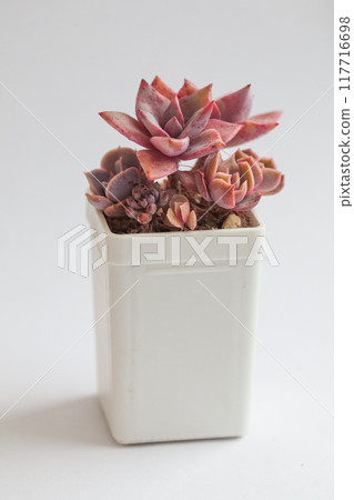 Echeveria Kisses and Graptoveria Douglas Huth sp Echeveria Kisses and Graptoveria Douglas Huth sp 117716698