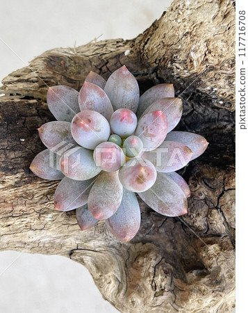 Thick leaves of Pachyphytum Baby finger plant on wooden background, top view Thick leaves of Pachyphytum Baby finger plant on wooden background, top view 117716708