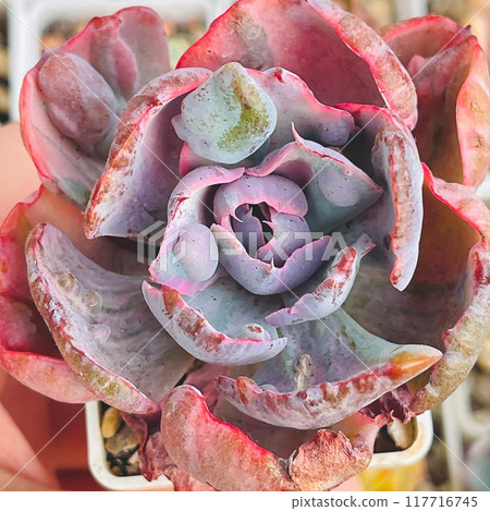 Echeveria Beyonce succulent plant close up. Colorful bright red, pink and purple flower rosette 117716745