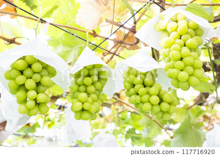 Shine Muscat that looks delicious 117716920