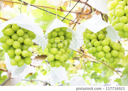 看起來很美味的馬斯喀特光芒 看起來很美味的馬斯喀特光芒 117716921