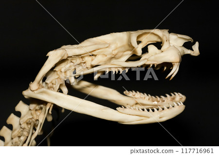 Close up snake head bone on black background Close up snake head bone on black background 117716961