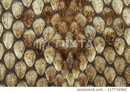 close up real viper snake skin for animal pattern 117716962