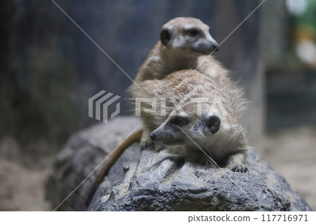 The meerkat is stay with group and rest The meerkat is stay with group and rest 117716971