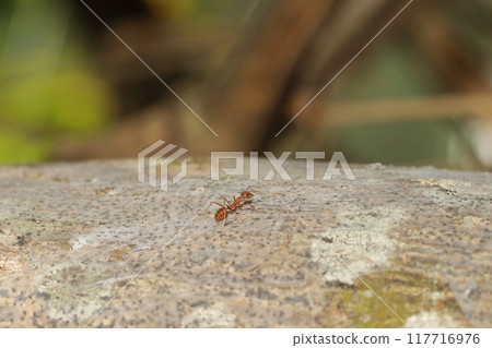 Close up red ant on tree in nature background at thailand Close up red ant on tree in nature background at thailand 117716976