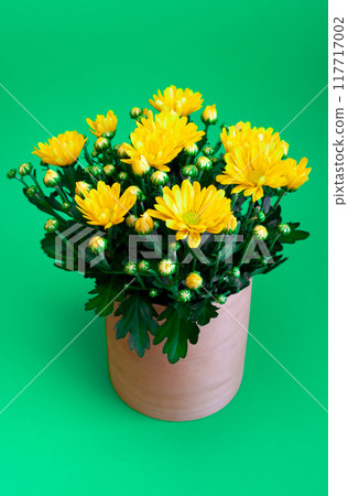 Bouquet yellow chrysanthemums in a pot. Autumn flowers. Chrysanthemum bush. Petal bud. Grow plant at home Bouquet yellow chrysanthemums in a pot. Autumn flowers. Chrysanthemum bush. Petal bud. Grow plant at home 117717002