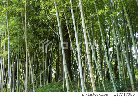 Bamboo forest bamboo thicket material Bamboo forest bamboo thicket material 117717099