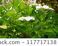 Dignified white hydrangea 117717138