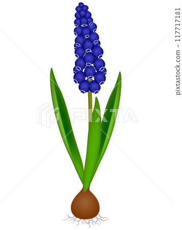 Muscari blue grape hyacinth plant with light bulb, isolated on white background. 117717181