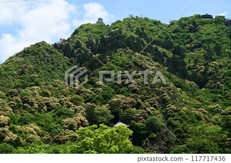 金華山、岐阜城、喇叭雛菊的最佳觀賞期 金華山、岐阜城、喇叭雛菊的最佳觀賞期 117717436