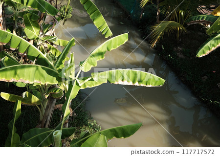 Tropical banana plantations and water channels for water to divert water for agriculture within the gardens and field crops 117717572