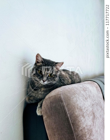 cute tabby cat sitting on the sofa and looking at the camera cute tabby cat sitting on the sofa and looking at the camera 117717722