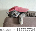 rapper cat with a pink cap lies on the sofa	 117717724