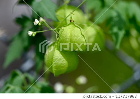富森克魯茲 富森克魯茲 117717968