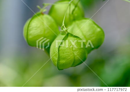 富森克魯茲 117717972