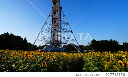 Ferris wheel and sunflowers Ferris wheel and sunflowers 117718150