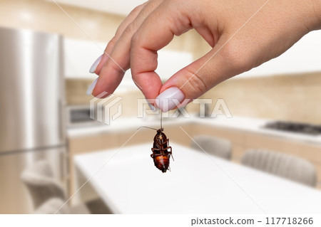 Dead cockroach in hand in spotless kitchen. Concept of pest control and home cleanliness 117718266