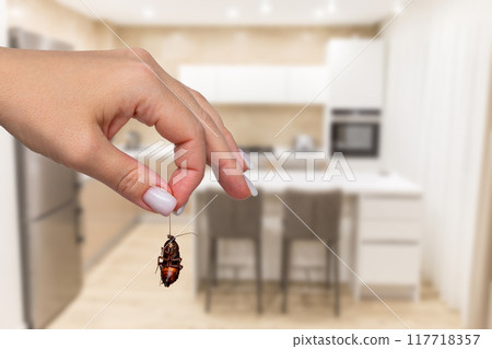 Dead cockroach in hand in contemporary kitchen. Concept of pest control and maintaining clean living space 117718357