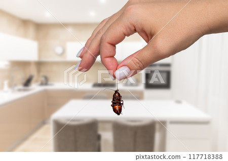 Person holding dead cockroach in modern kitchen. Concept of effective pest control and home sanitation 117718388