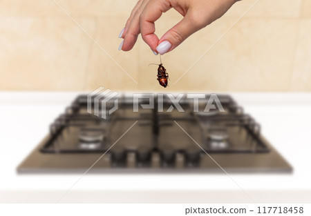 Hand holding dead cockroach in the kitchen with stove background. Concept of pest control and sanitation in modern home Hand holding dead cockroach in the kitchen with stove background. Concept of pest control and sanitation in modern home 117718458