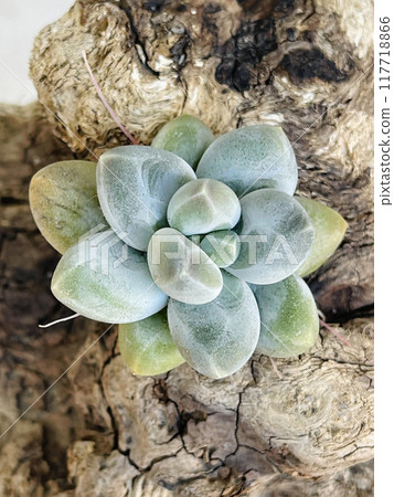Fleshy leaves of Pachyphytum Sky Beauty on woden background 117718866