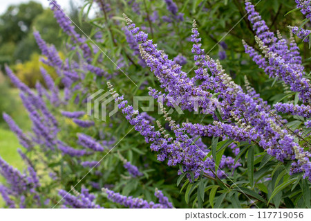 Vitex, chaste tree,vitex agnus-castus,chastetree, chasteberry, Abraham's balm,lilac chastetree or monk's pepper purple flowers Vitex, chaste tree,vitex agnus-castus,chastetree, chasteberry, Abraham's balm,lilac chastetree or monk's pepper purple flowers 117719056