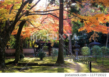 滋賀院門跡庭園的秋葉 117719322