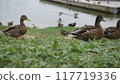 A group of beautiful male and female ducks swim in the lake. Ducks are walking along the shore. The concept of nature, environmental protection. 117719336
